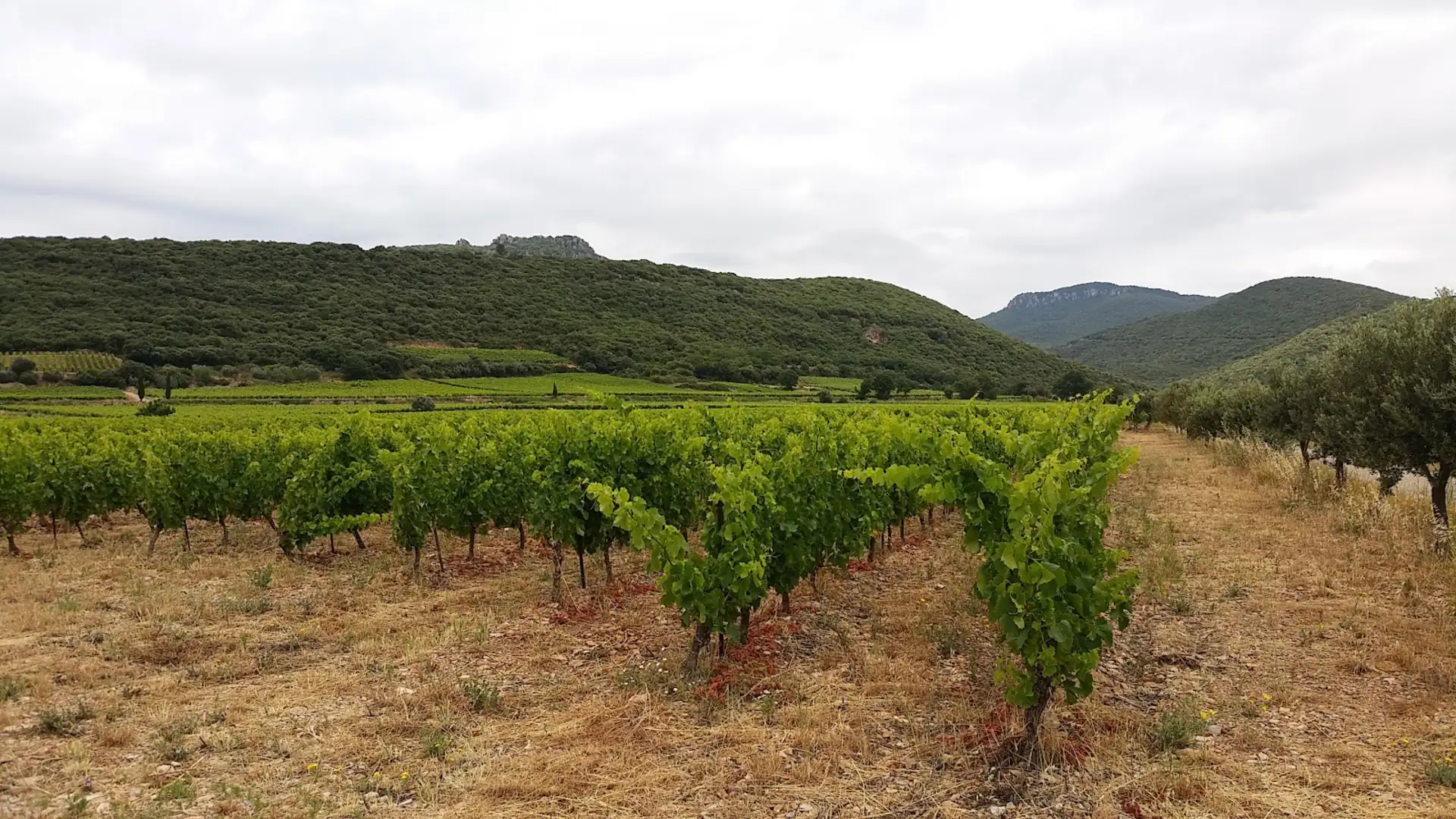 Vignes du Clos Aguilem dans l'Hérault, Languedoc