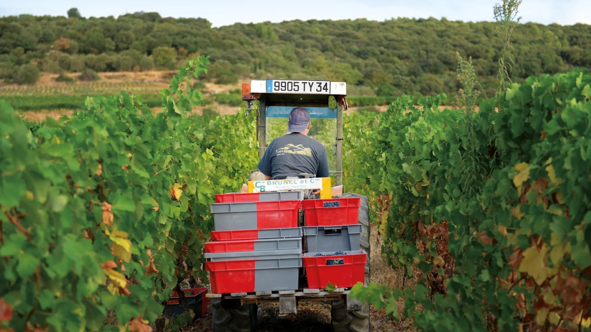 Vignes du Clos Aguilem entre Aniane et le Larzac, terroir argilo-calcaire
